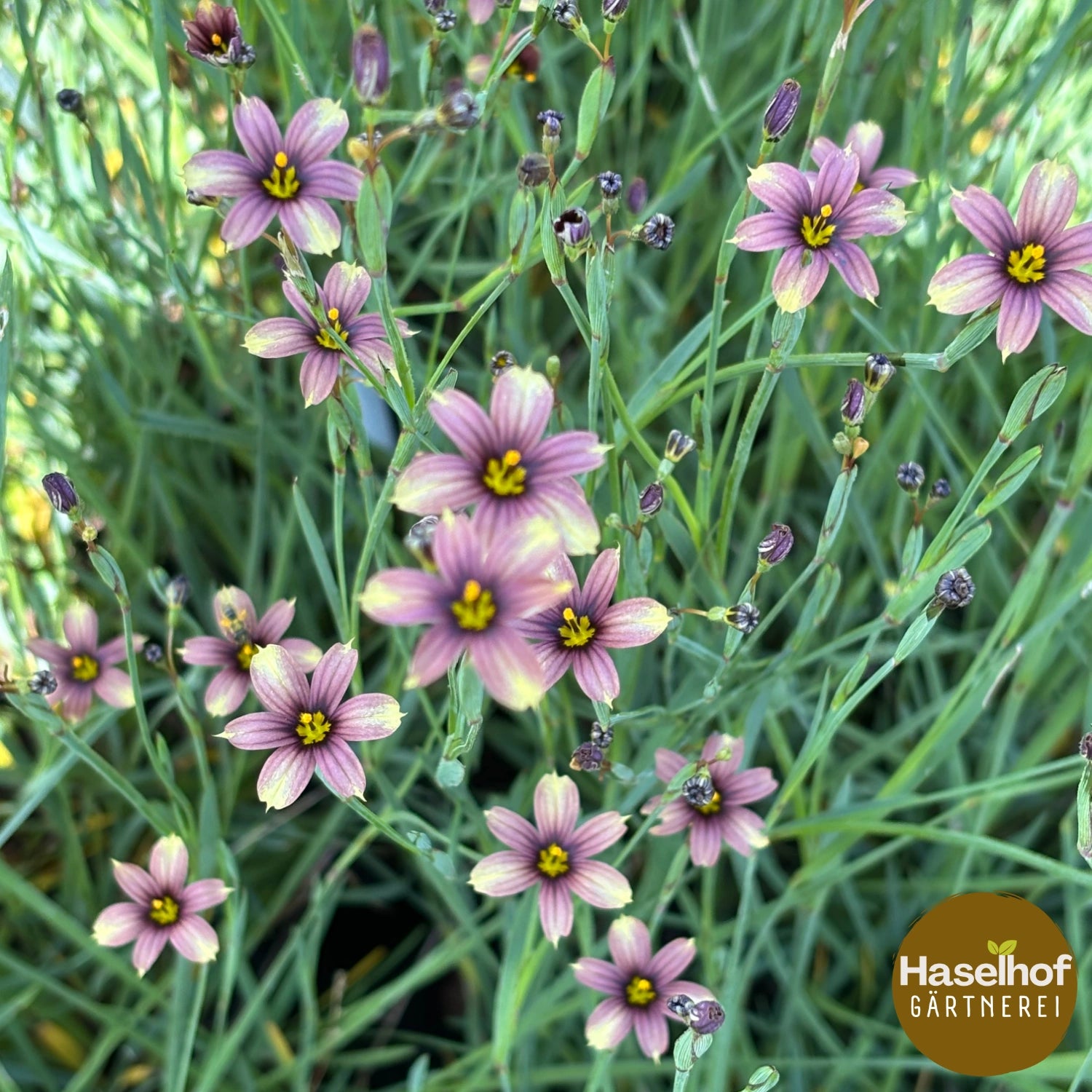 Sisyrinchium 'Quaint and Queer'