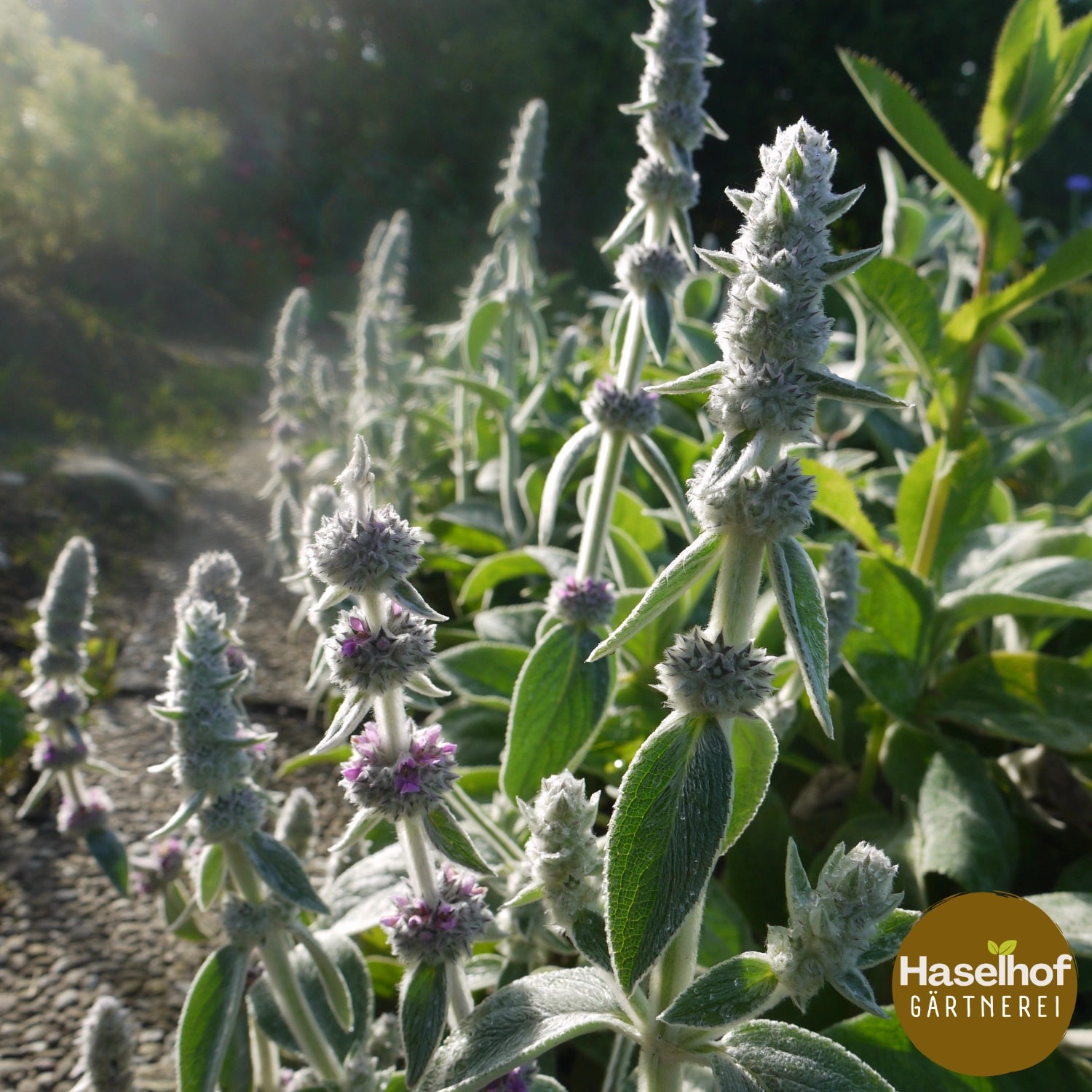Stachys byzantina 'Cotton Boll'