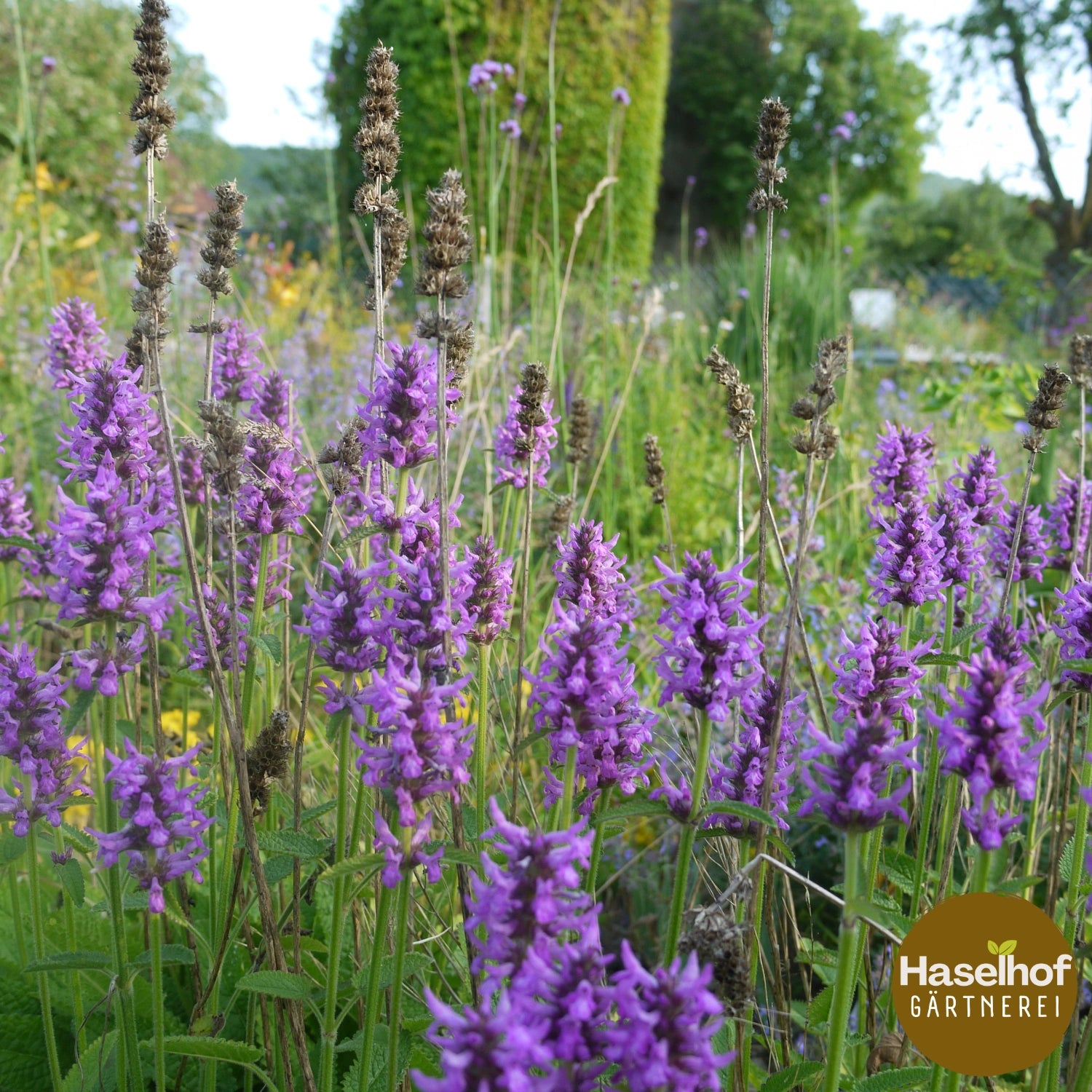 Stachys officinalis