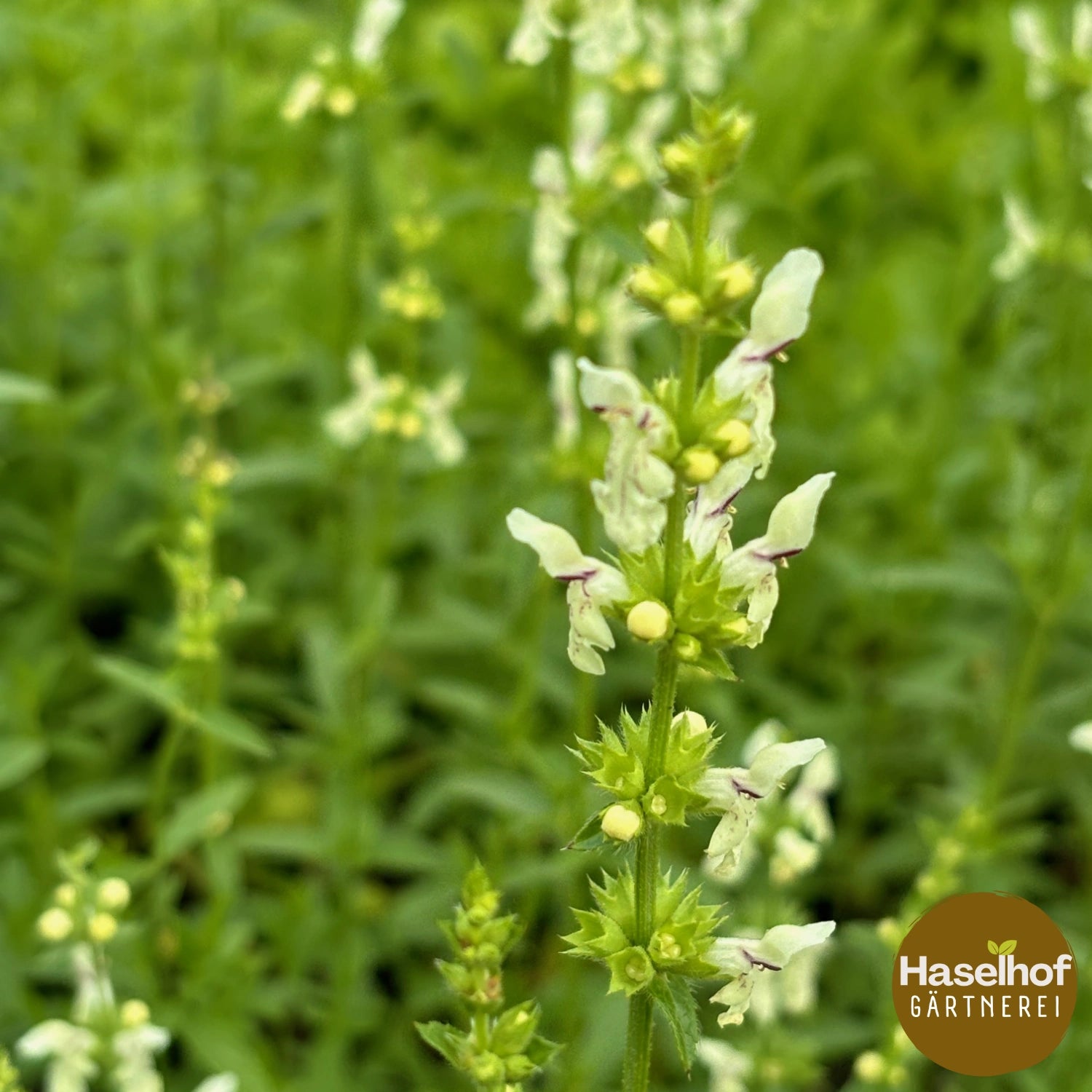 Stachys recta