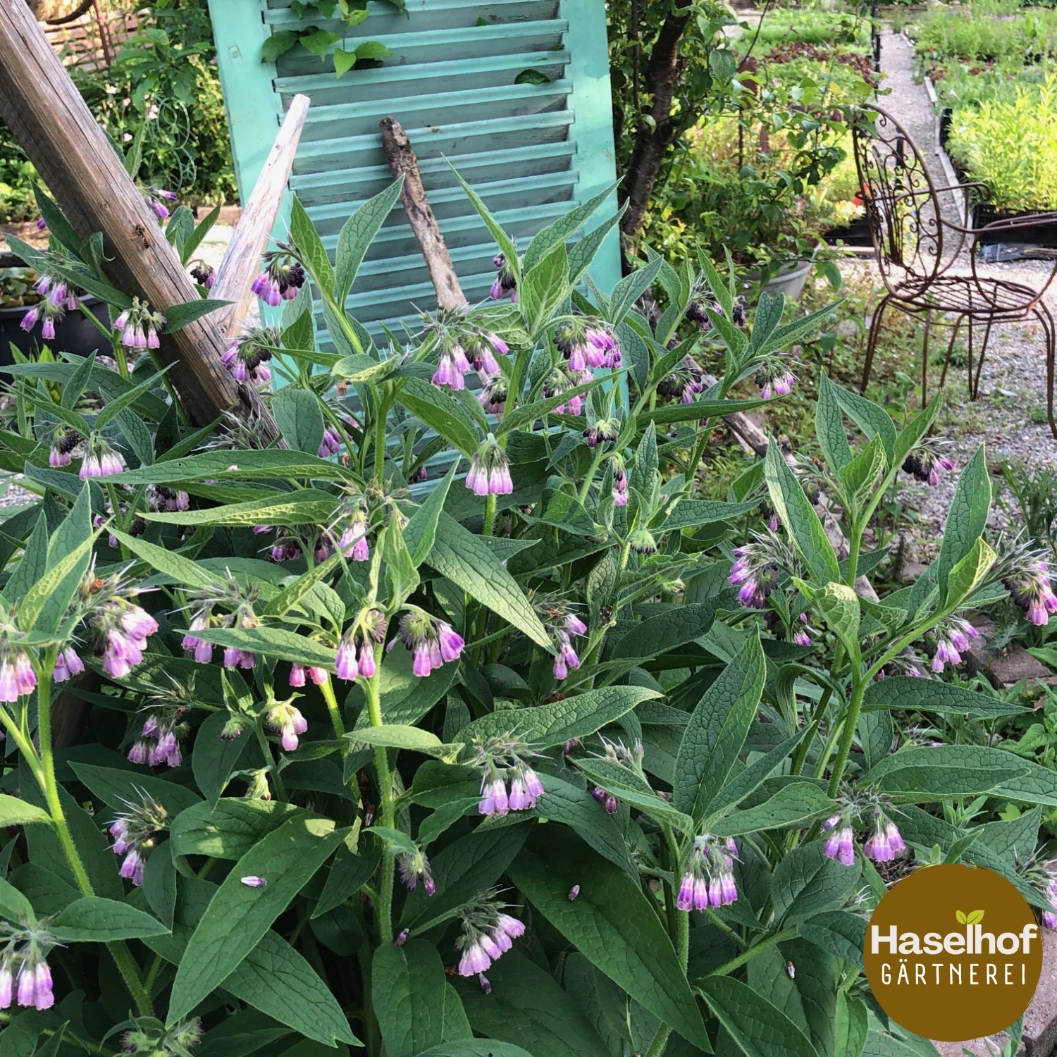 Symphytum officinale