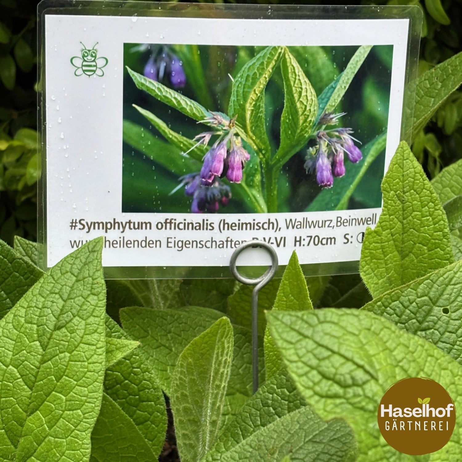Symphytum officinale
