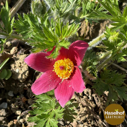 Pulsatilla vulgaris 'Rubra'