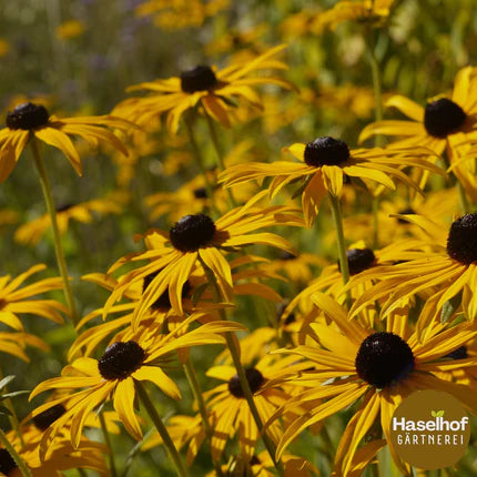 Rudbeckia fulgida 'Goldsturm'
