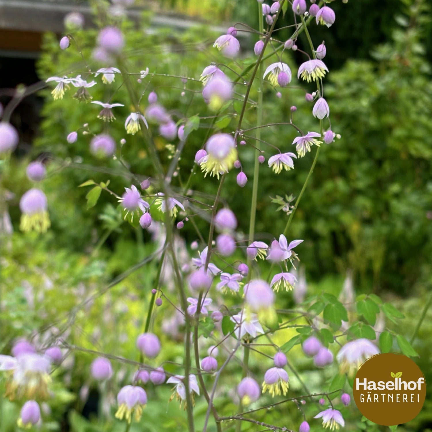 Thalictrum rochebrunianum