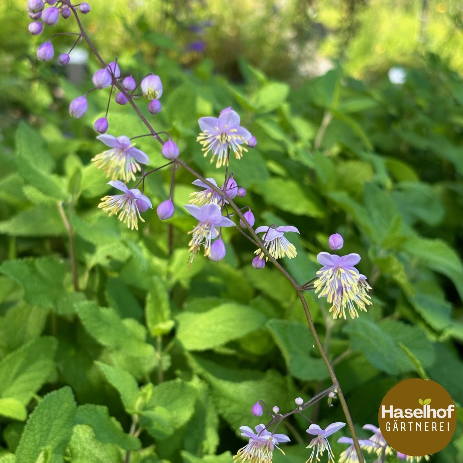 Thalictrum rochebrunianum