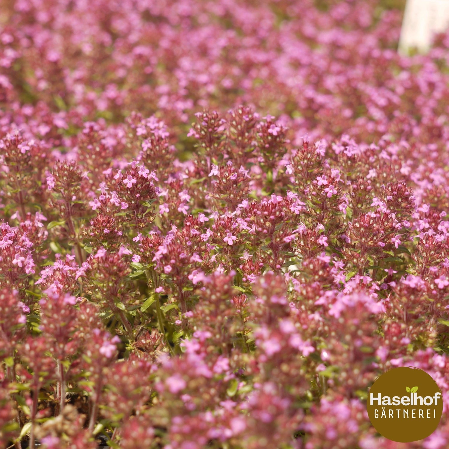 Thymus praecox (serpolet)
