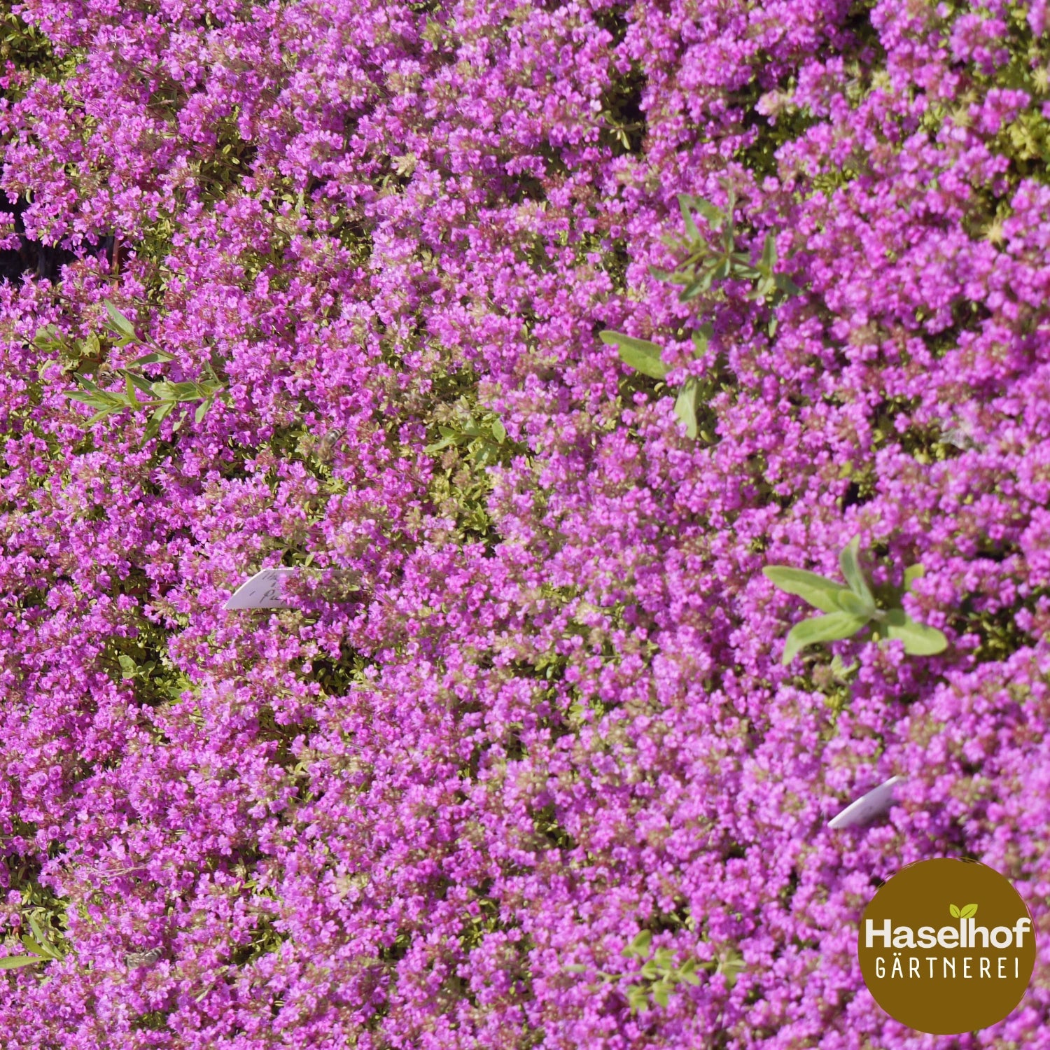 Thymus praecox (serpolet)