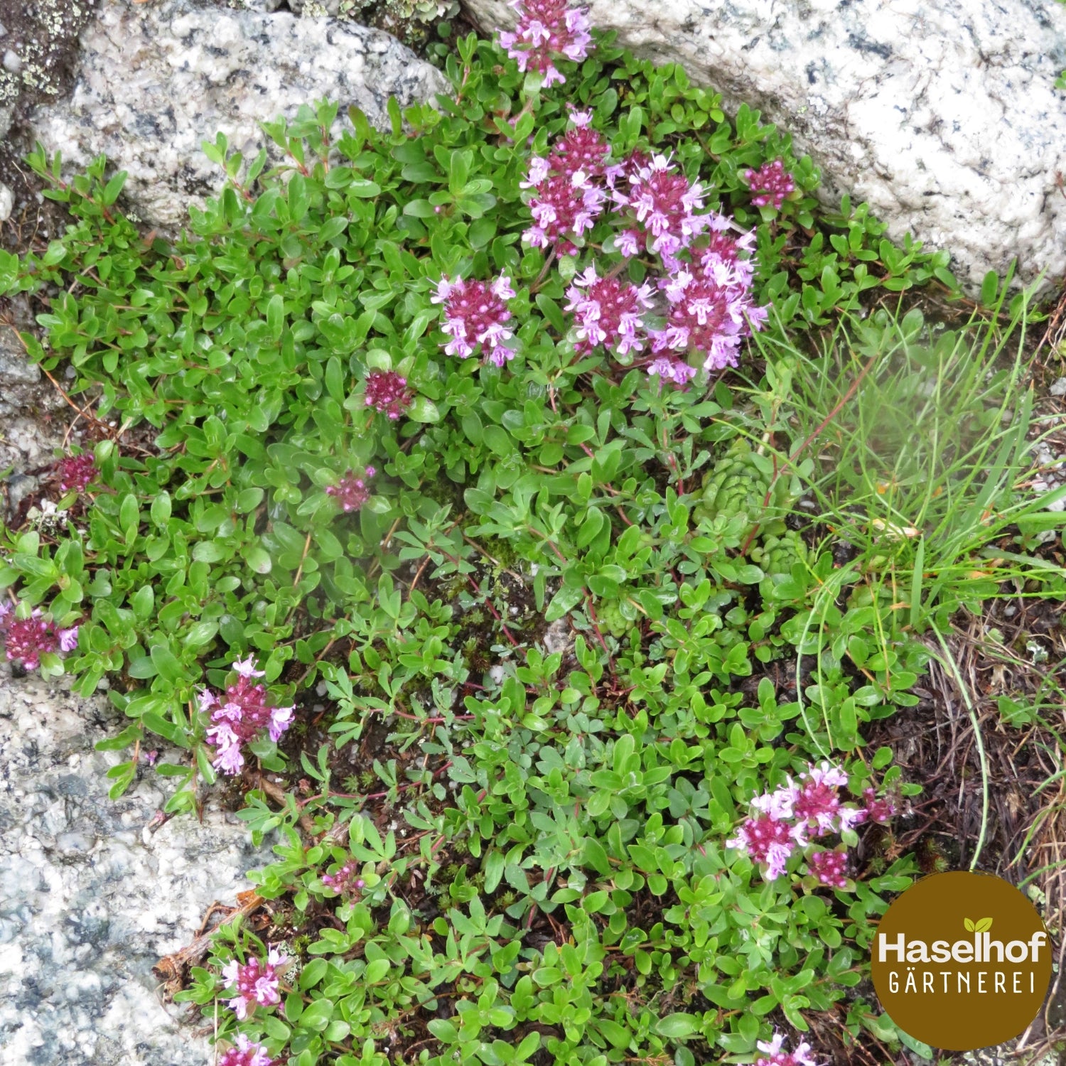 Thymus pulegioides