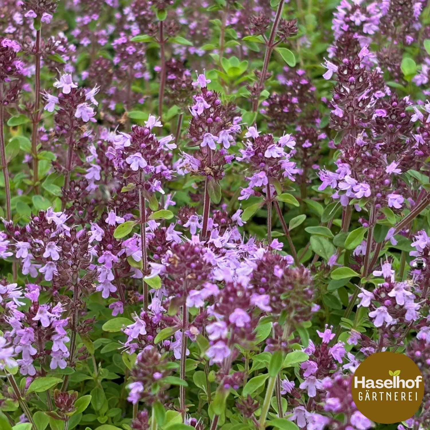 Thymus pulegioides