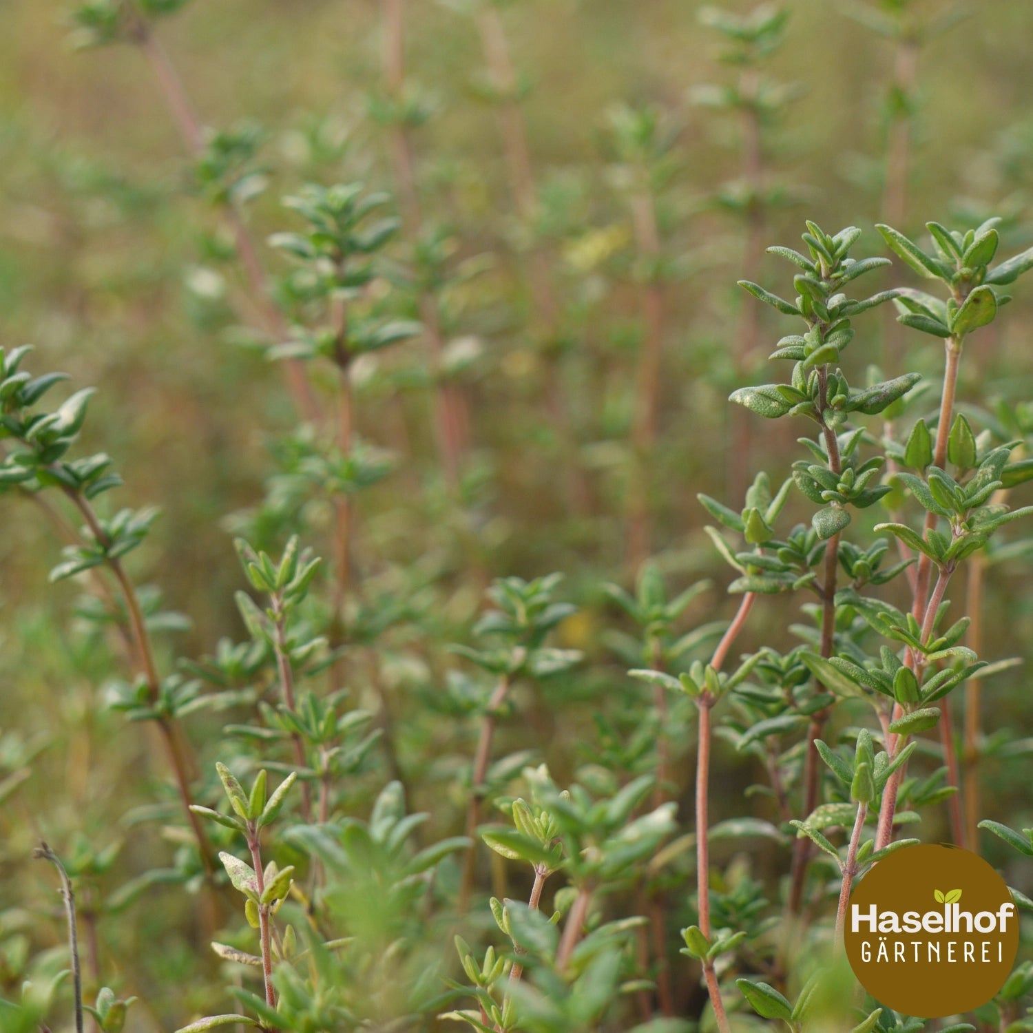 Thymus vulgaris