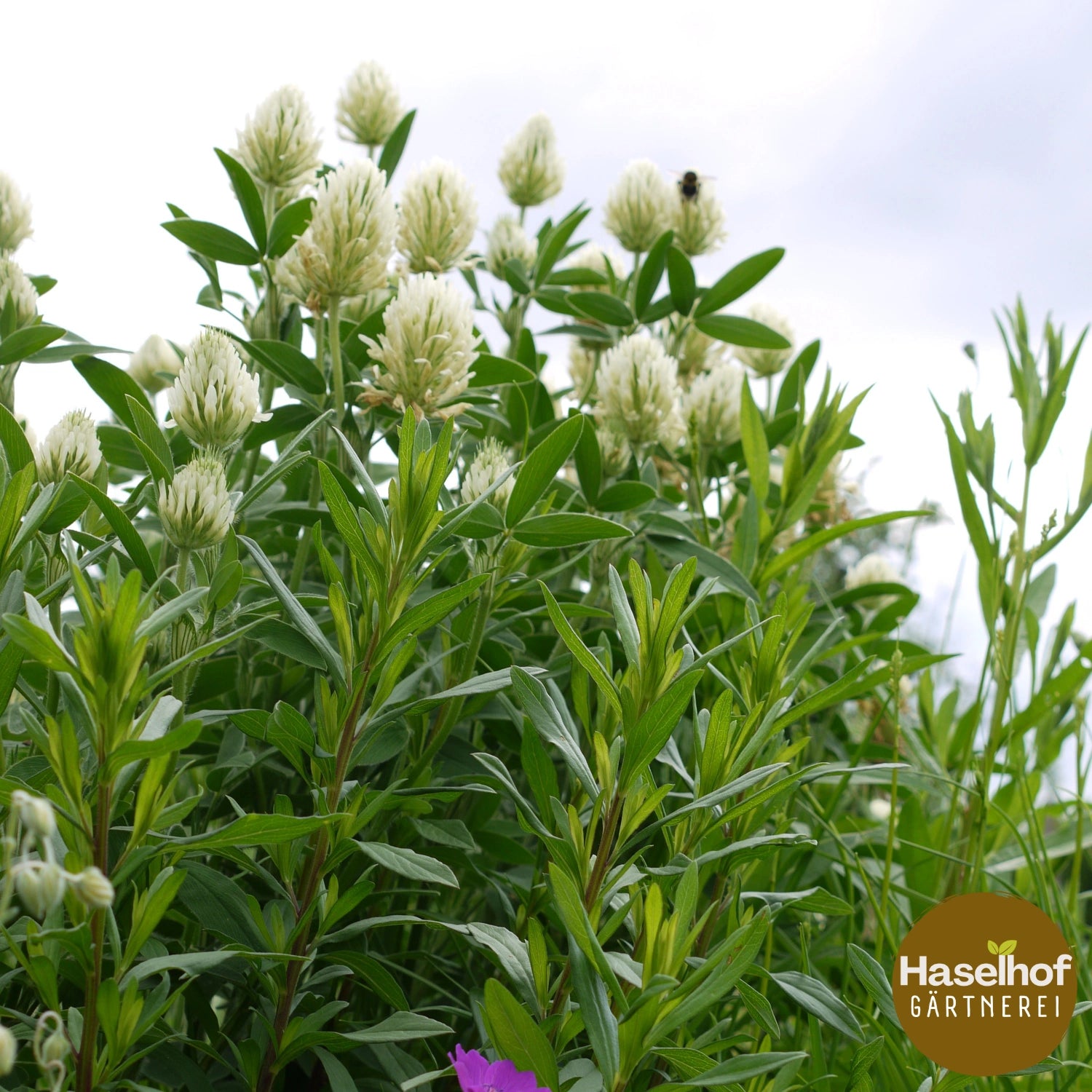 Trifolium ochroleucon