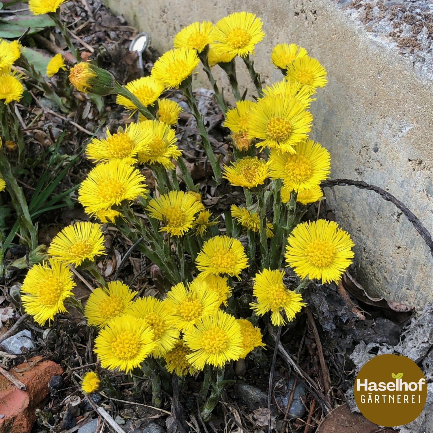 Tussilago farfara
