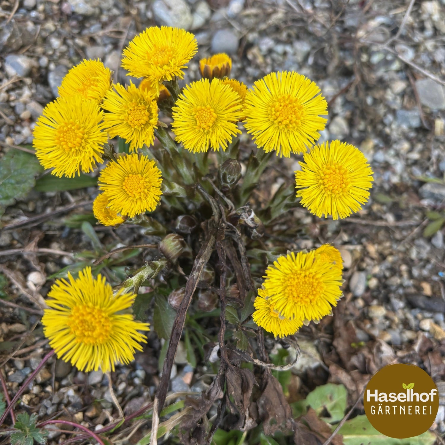 Tussilago farfara
