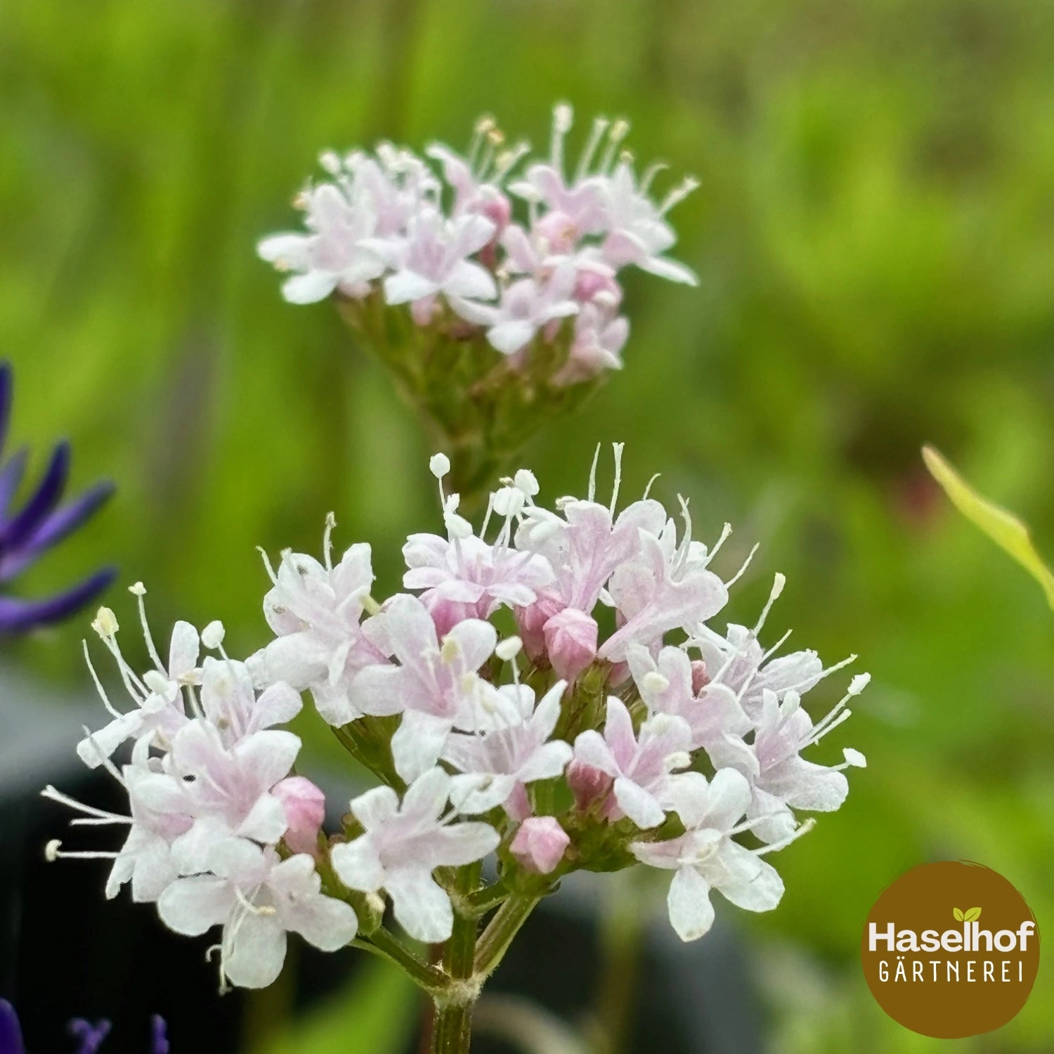 Valeriana montana