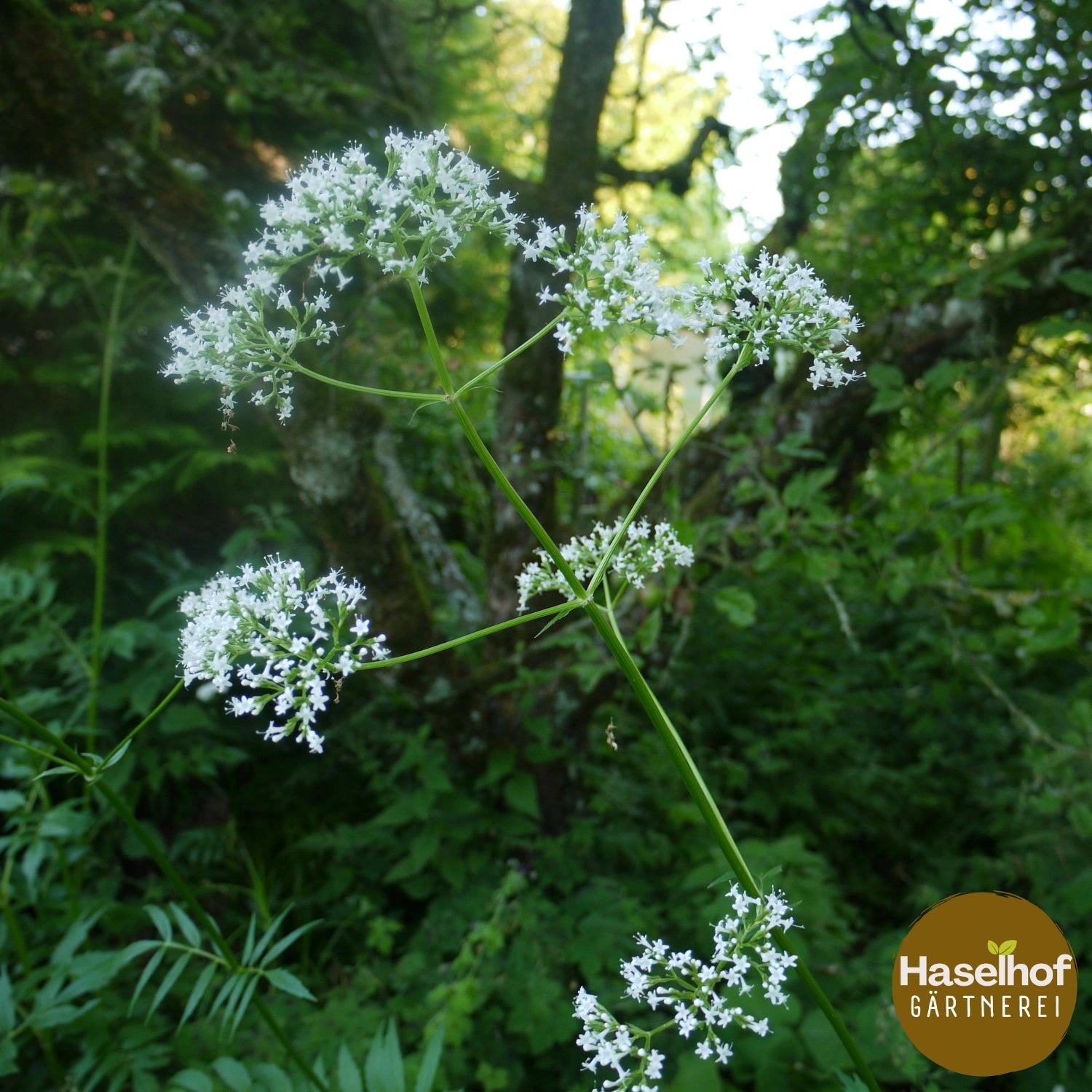 Valeriana officinalis