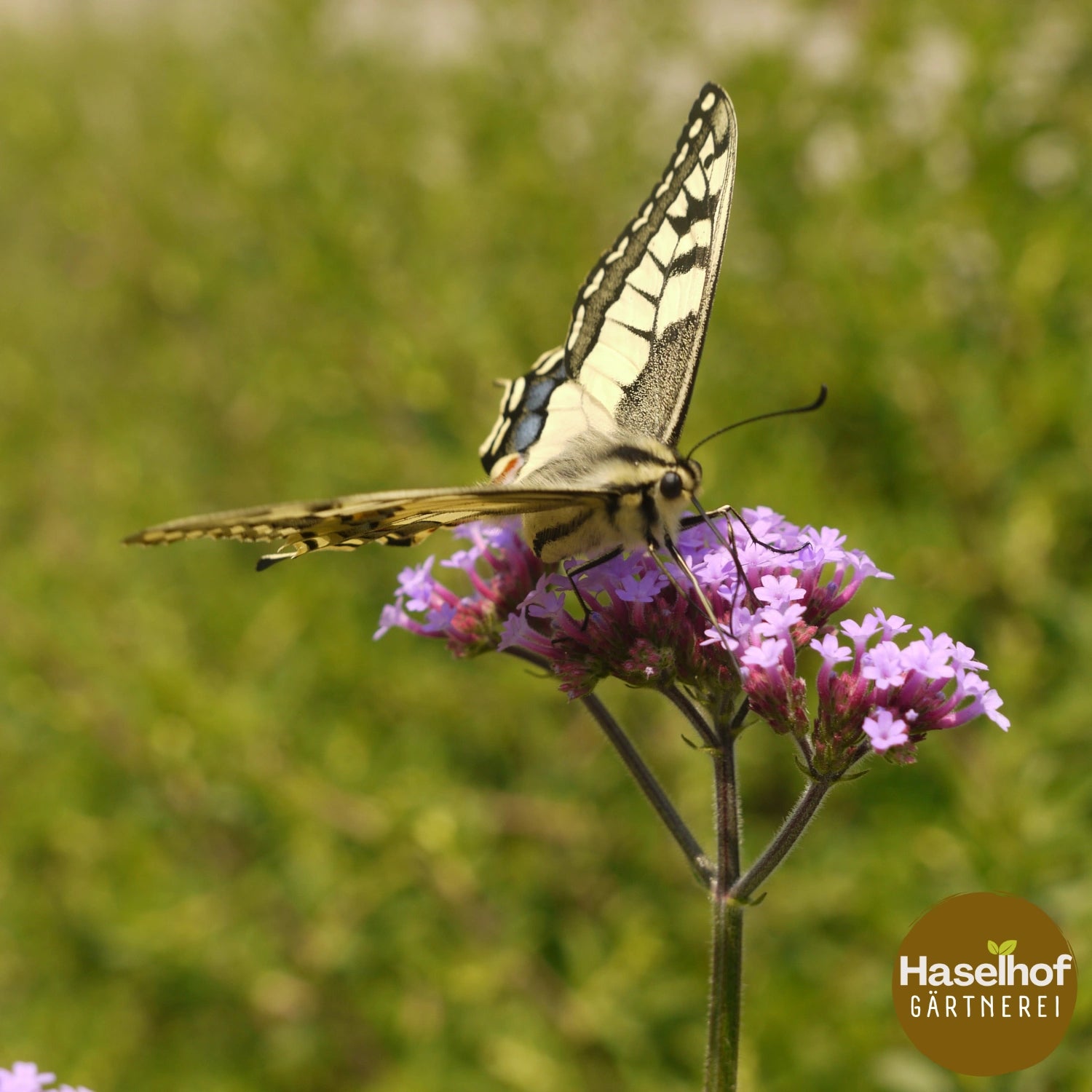 Verbena bonariensis
