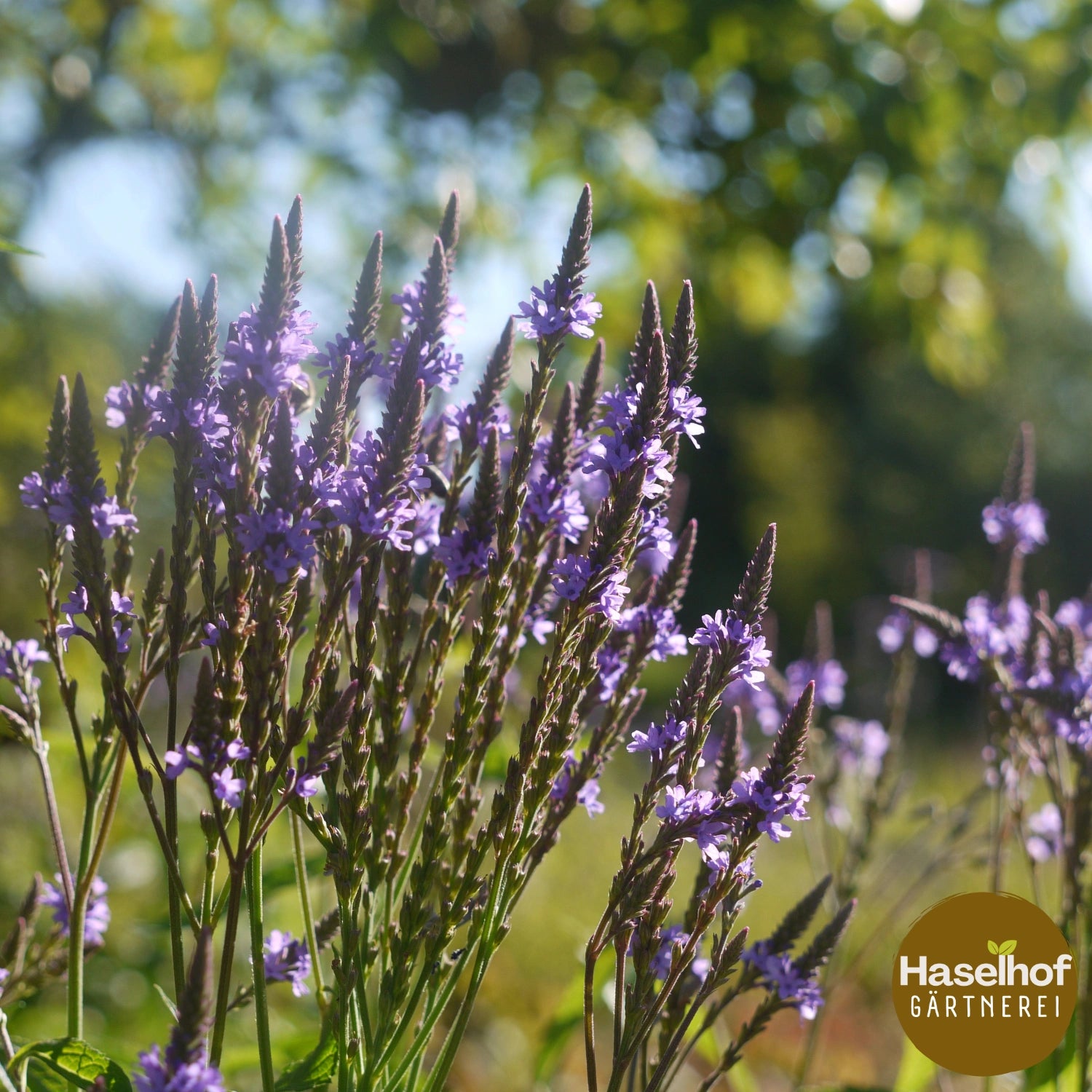 Verveine hastée