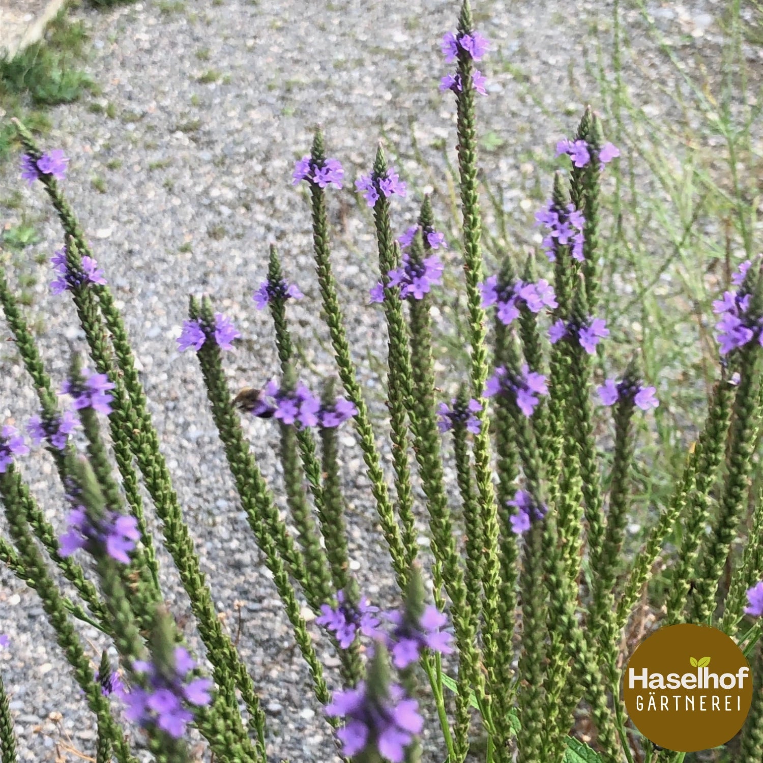 Verveine hastée