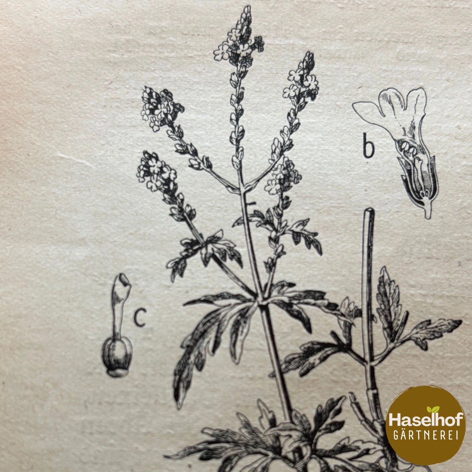 Verveine officinale
