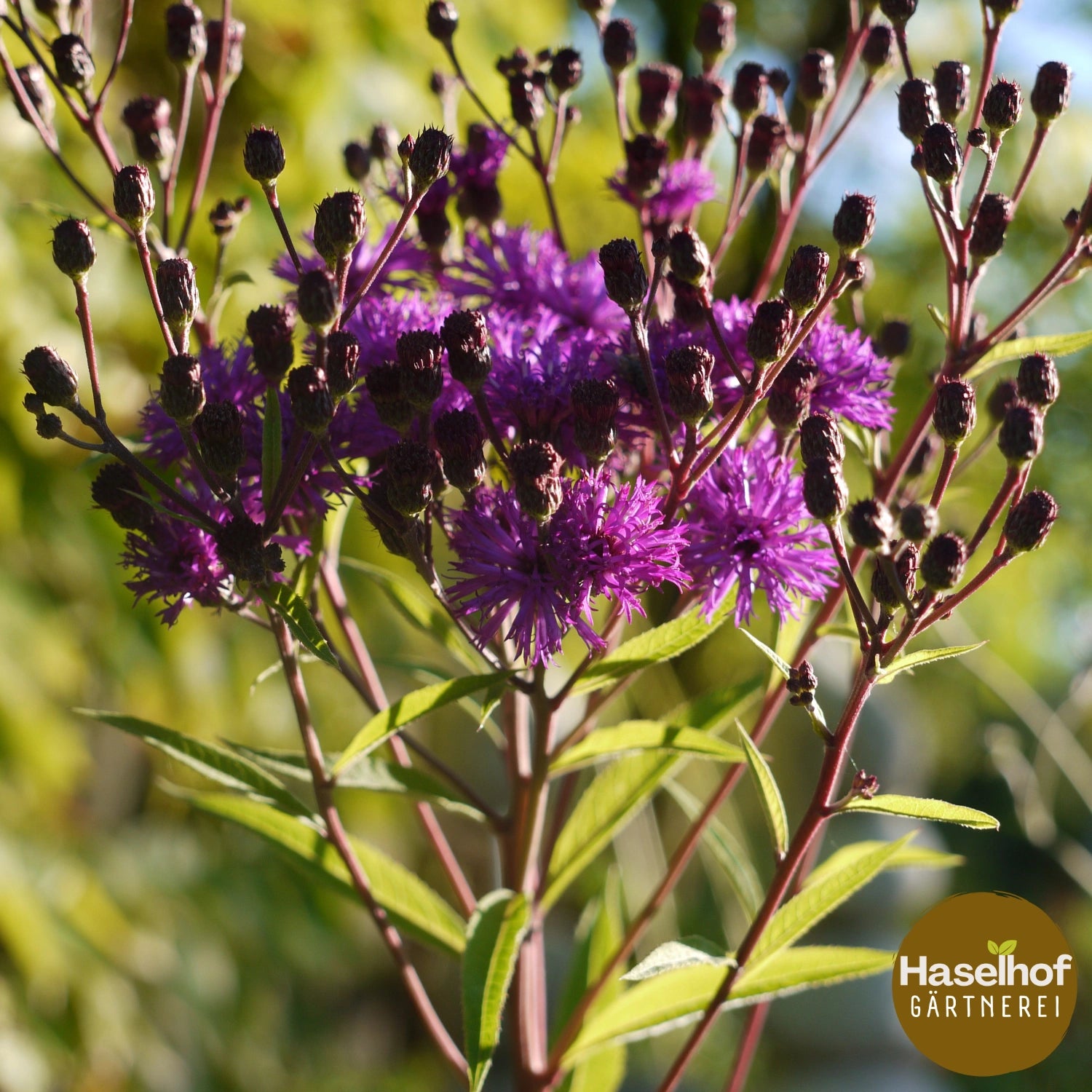 Vernonia noveboracensis