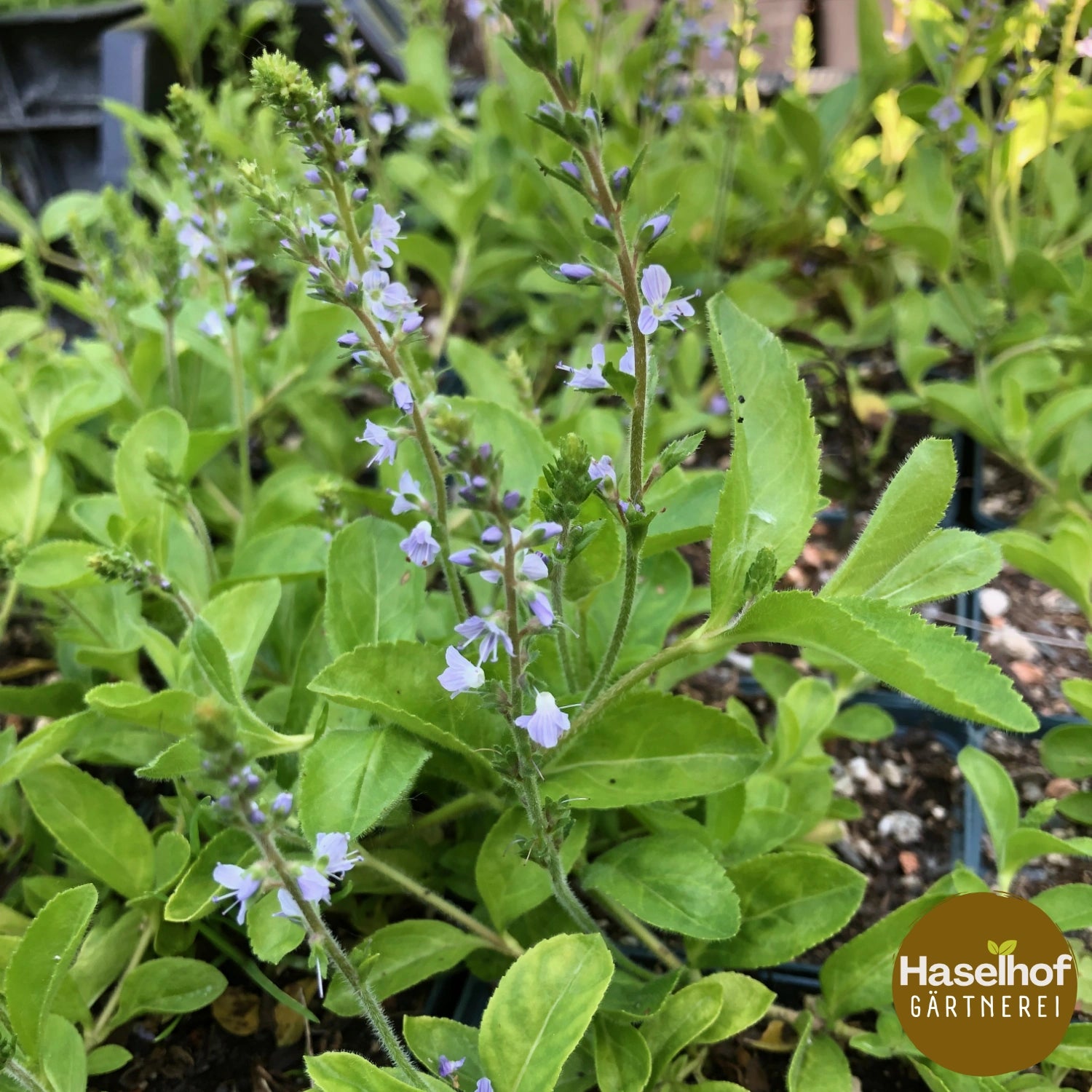 Véronique officinale