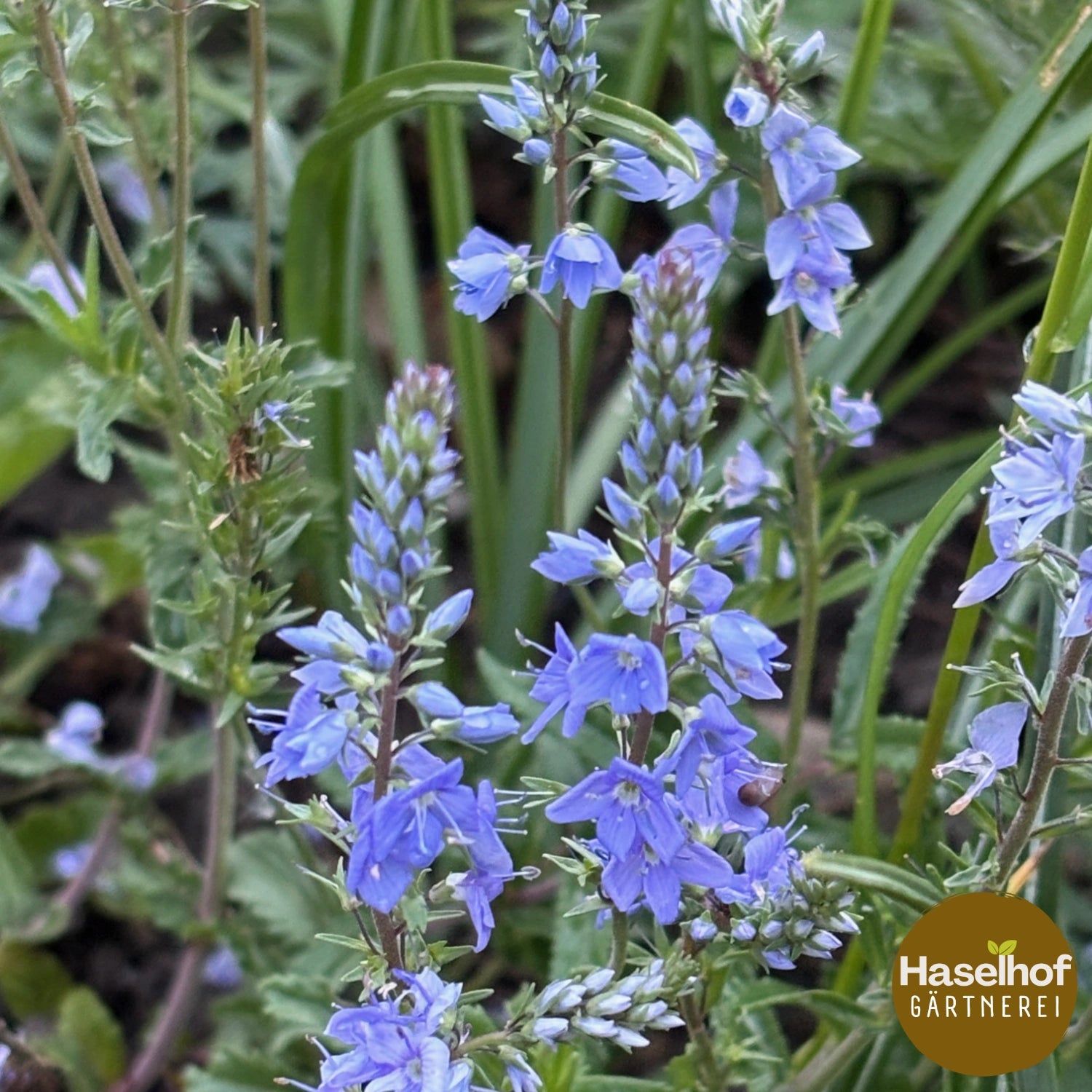 Veronica prostata