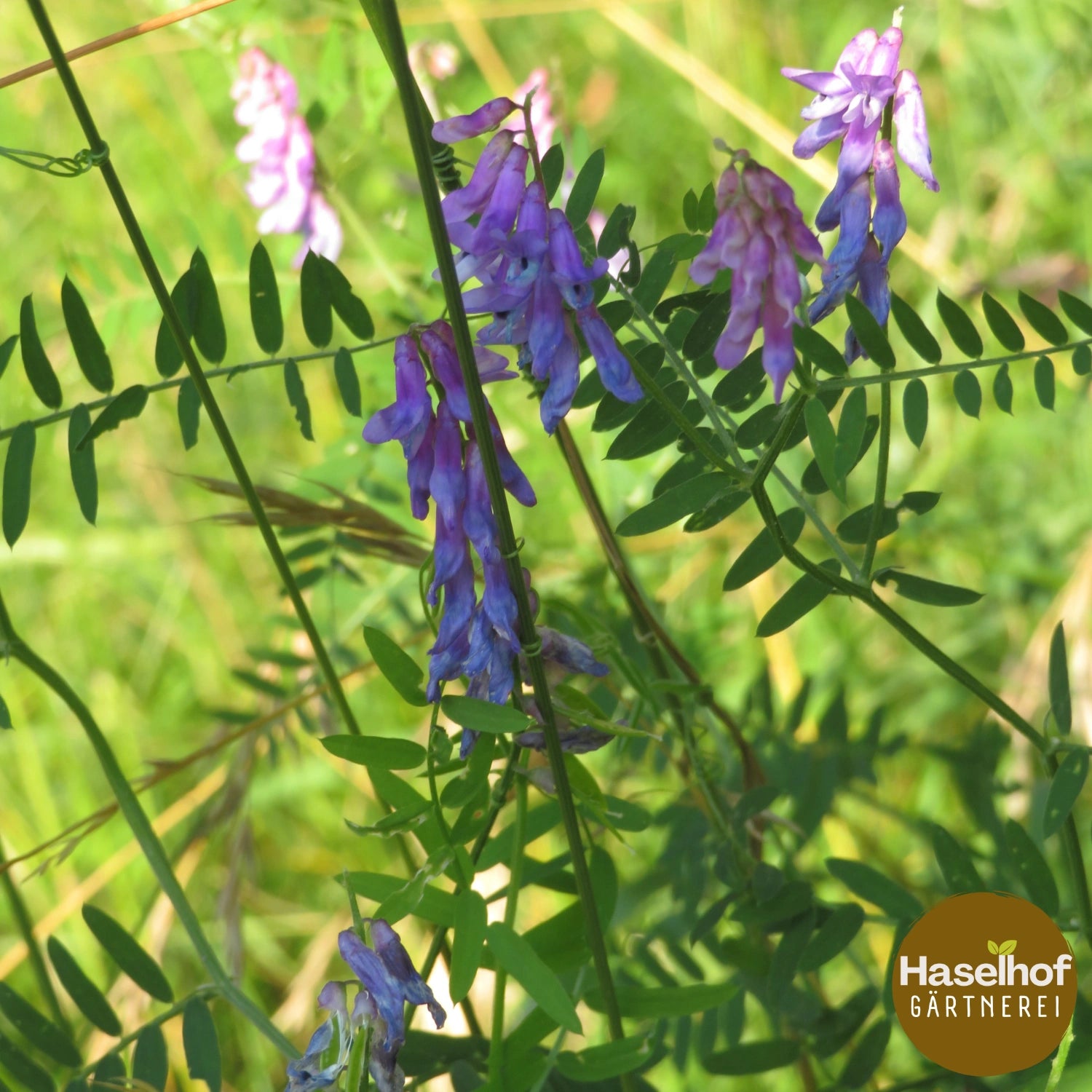 Vicia cracca subsp. tenuifolia