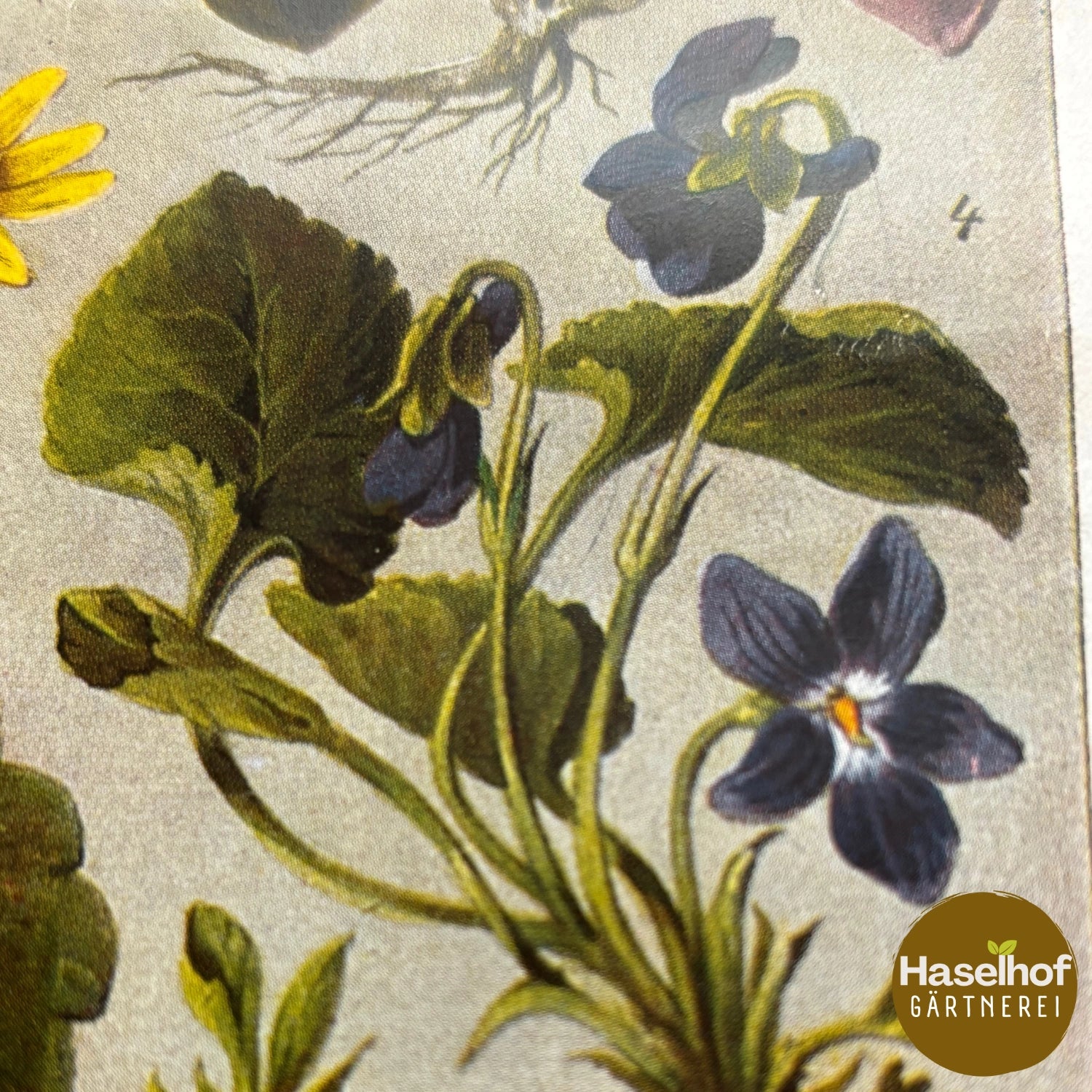 Violette odorante