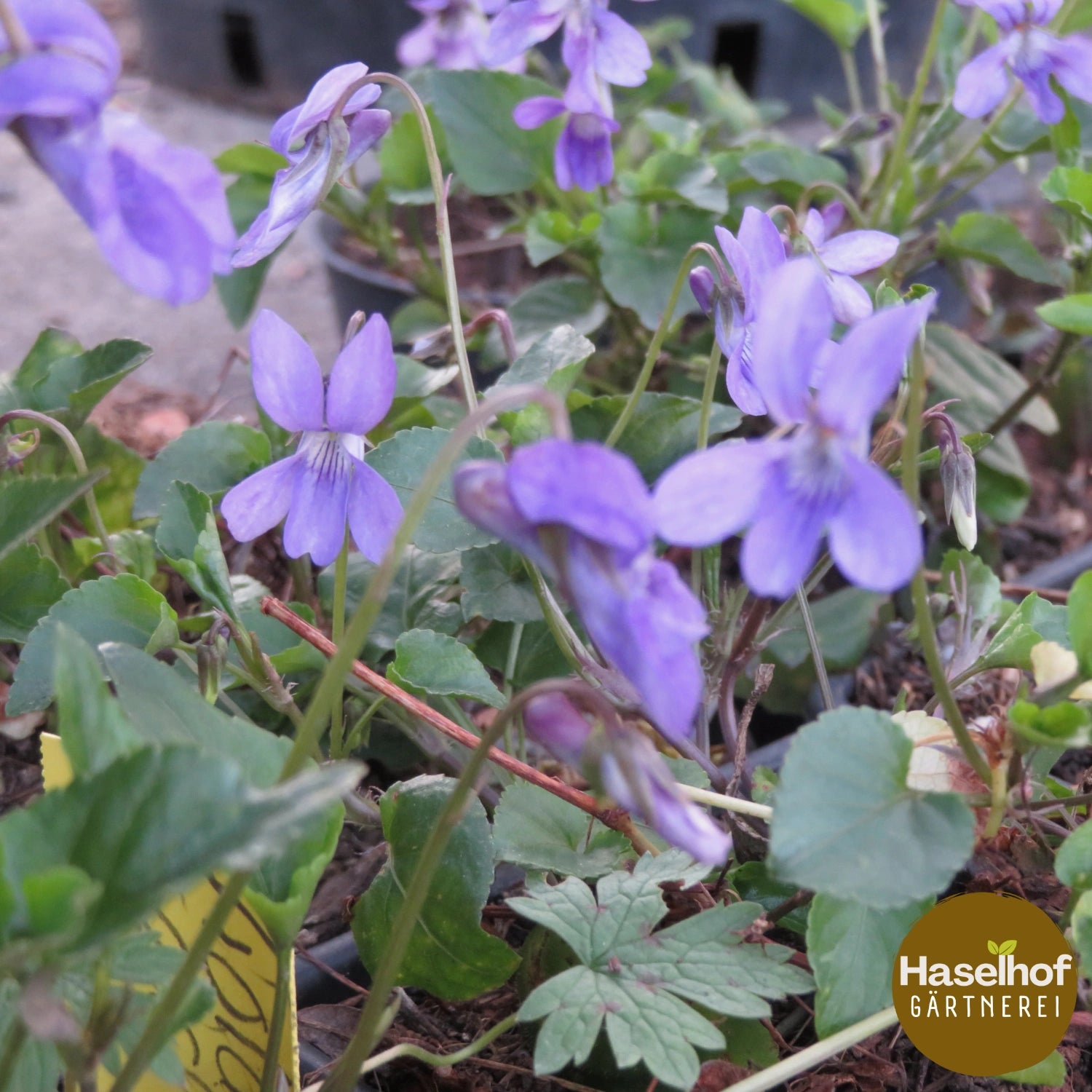 Violette de Reichenbach