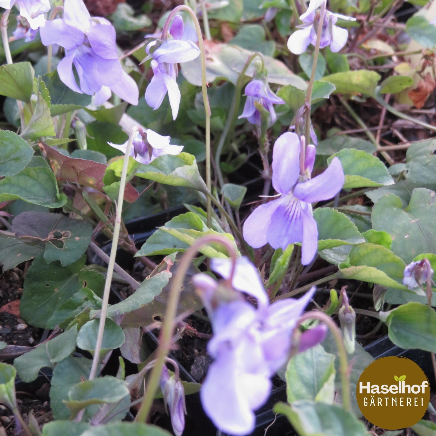 Violette de Reichenbach