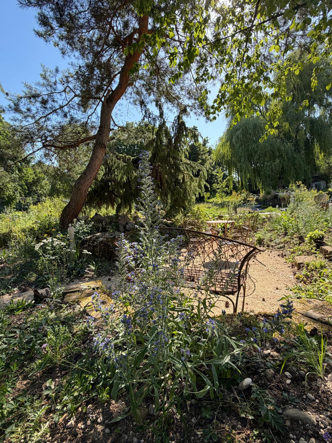 Schaugarten des Haselhofs mit Föhre und Pflanzbeeten